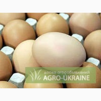 Продам домашні курячі яйця (дрібний ОПТ).