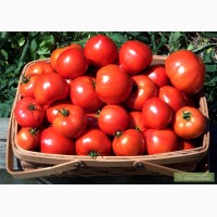 Продам помідори тепличні оптом від 15 тонн з доставкою по Україні. тел. 097187917