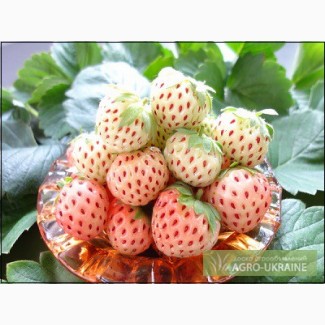 Саженцы клубники - Pineberry - Технология фриго, первая репродукция,