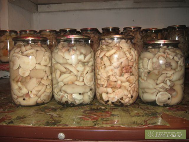 Фото 2. Продам гриби білі, маслята, підосичники, підберезовики.
