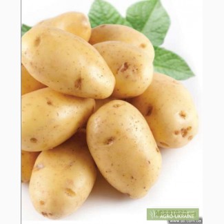 Якісне насіння картоплі