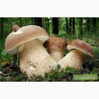Продам сухие белые грибы с Карпат 2017