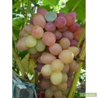 Саженцы и черенки винограда по самым низким ценам