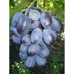 Саженцы и черенки винограда по самым низким ценам
