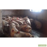 Продаю свиней, фермерське господарство на постійній основі, жива та бита вага