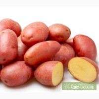 Насіннева картопля - сорт АЛЬВАРА 1 репродукція