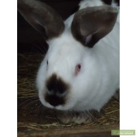 Продам кроликов, калифорнийской породы от 1 до 6 месяцев, Мариуполь
