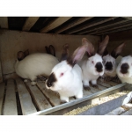 Продам кроликов, калифорнийской породы от 1 до 6 месяцев, Мариуполь