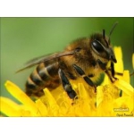 Продам бджолопакети Української породи бджіл 350 грн