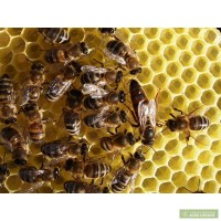 Продам пасеку пчелосемьи с ульями улей 20-ти рамочный