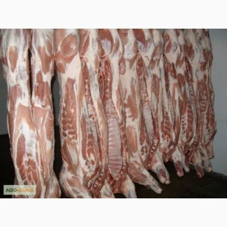 Продам оптом мясо Свинина – Полутуши, Разделка .