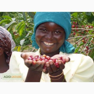 Кофе 100% Арабіка (Камерун) (зелена та смажена). ОПТОМ