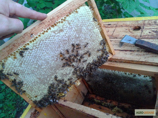 Продаю бджоломатки
