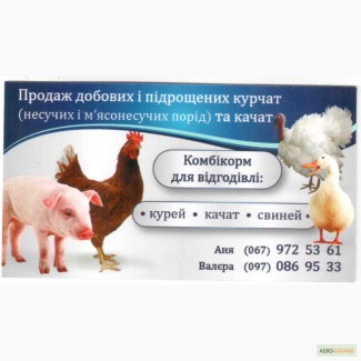 Продам підрощену птицю, Бройлер, Редбро, Мастер