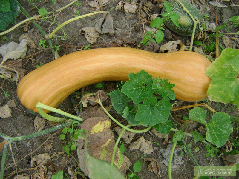Фото 2. Пропоную насіння гарбуза