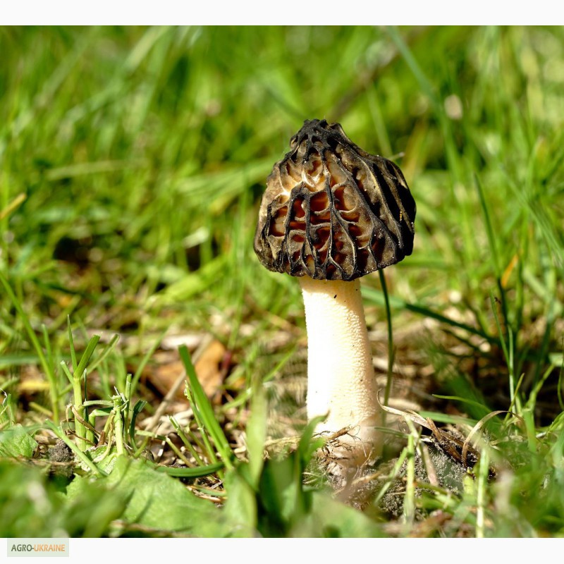 Фото сморчков грибов весной