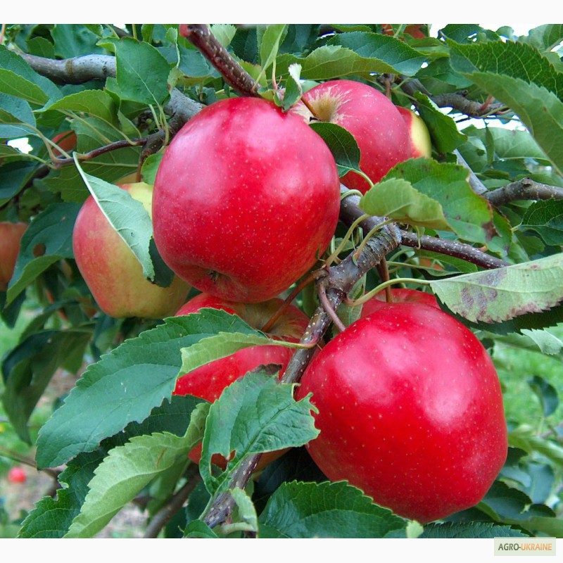 Фото 2. Продам саженцы Груши, яблони