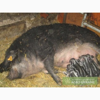 Продам свиней породы мангалица