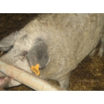 Продам свиней породы мангалица