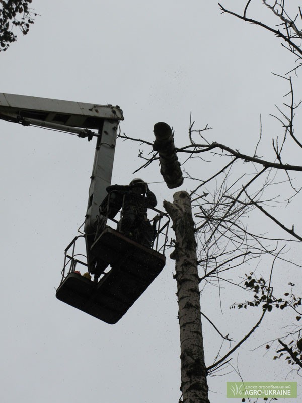 Фото 2. Кронирование деревьев Киев. Удаление деревьев. Обрезка веток