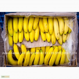 Бананы оптом (Эквадор). Лучшее предложение в Украине. Звоните
