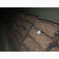 Продам товарную Картошку! Урожай 2023