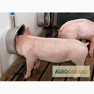 Новые и б/у поилки для свиней