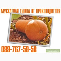 Мускатная тыква оптом. Столовая тыква оптом от производителя.