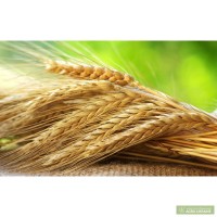 Куплю жито