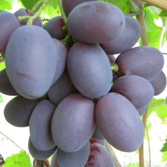Саженцы винограда сорт Атаман
