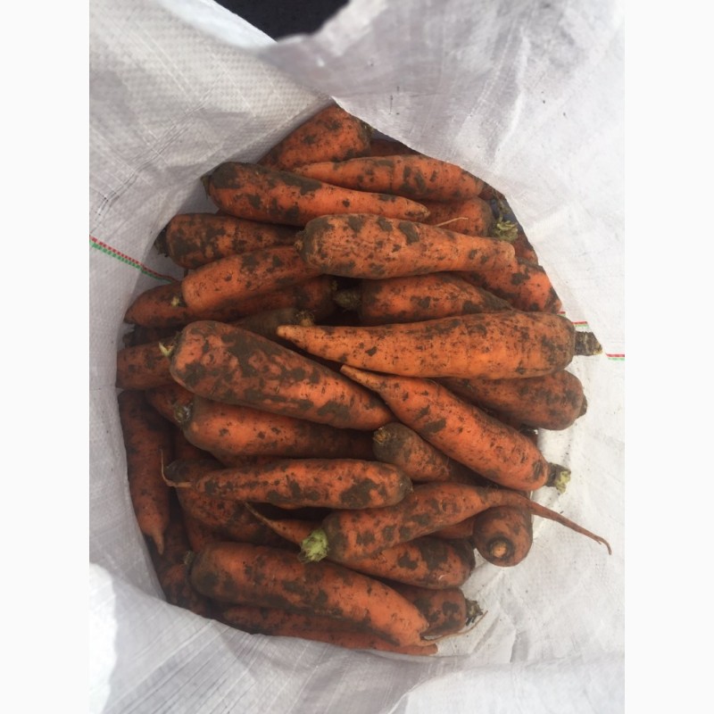 Фото 3. Продам морковь Канада 1сорт (нал/безнал) доставка