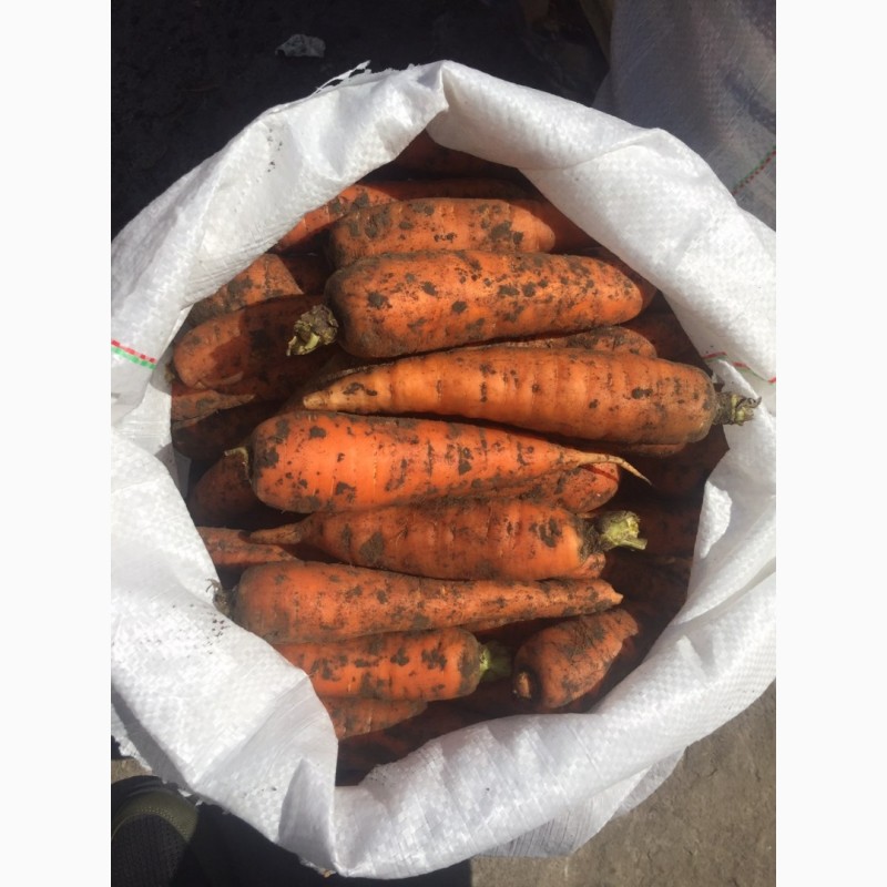 Фото 4. Продам морковь Канада 1сорт (нал/безнал) доставка