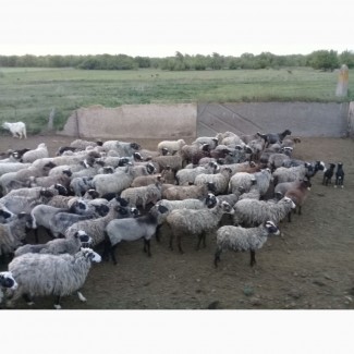 Продам стадо овец 240 голов романовская порода