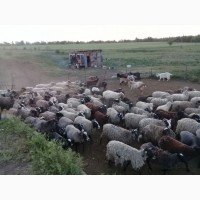 Продам стадо овец 240 голов романовская порода