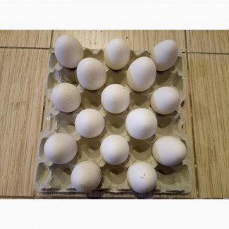 Продам гусиные яйца