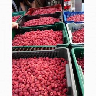 Продам ягоду малини великим тоннажем