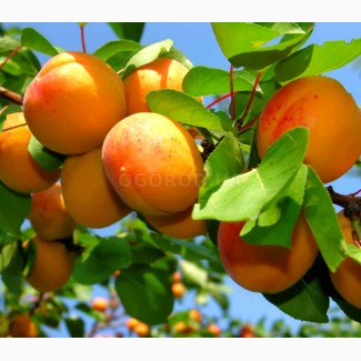 Семена абрикоса «июльский», тм ogorod - 2 семечка