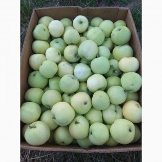 Органічні яблука урожай 2018