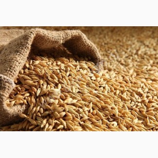 Куплю ячмінь фуражний, пшеницю (2 клас, 3 клас, фураж), кукурудзу