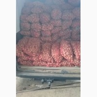 Продам ранний семенной картофель сорт Ривьера Озирис