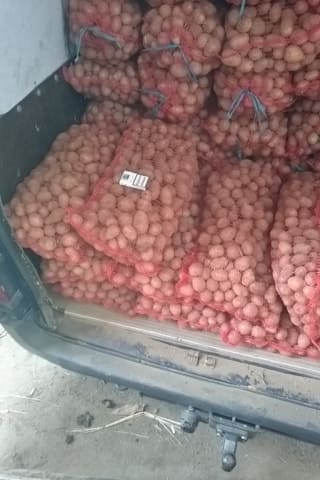 Фото 3. Продам ранний семенной картофель сорт Ривьера Озирис
