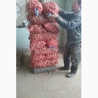 Продам ранний семенной картофель сорт Ривьера Озирис