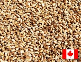 Семена пшеницы CHICAGO твердый озимый канадский трансгенный сорт (элита)