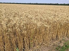 Фото 3. Семена пшеницы CHICAGO твердый озимый канадский трансгенный сорт (элита)
