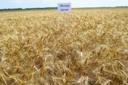 Фото 5. Семена пшеницы CHICAGO твердый озимый канадский трансгенный сорт (элита)