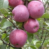 Продам якісні та смачні яблука