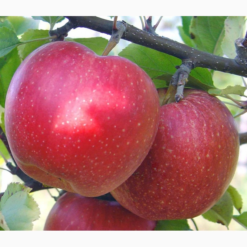 Фото 2. Продам якісні та смачні яблука