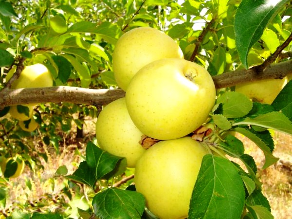Фото 3. Продам якісні та смачні яблука