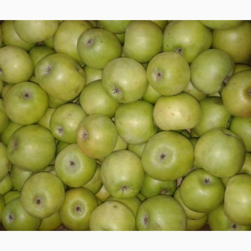 Фото 4. Продам якісні та смачні яблука