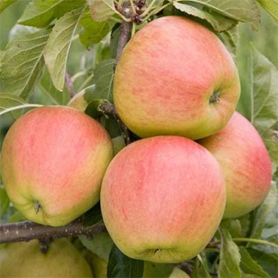 Фото 5. Продам якісні та смачні яблука